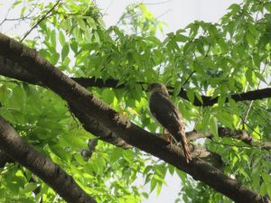 Japanese Sparrowhawk 1