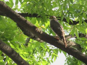Japanese Sparrowhawk 2